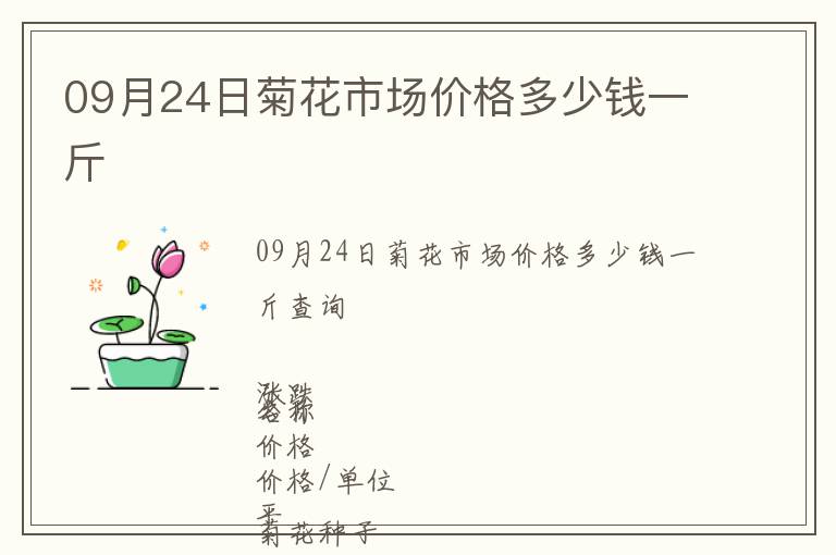 09月24日菊花市場價格多少錢一斤